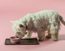 Cestovní miska na vodu pro psy - mátová