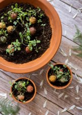 Semínkové bomby - Dárková sada mini - Šťastná zahrada (4 ks) Blossombs