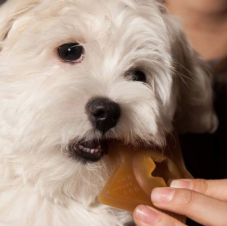 Hračka pro psy - Hvězdička